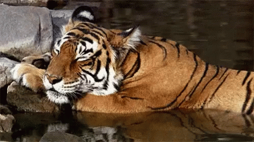 tiger