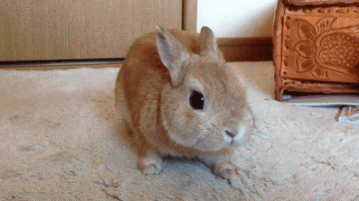 Bunny