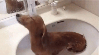 Dachshund dog