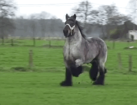 draft horse